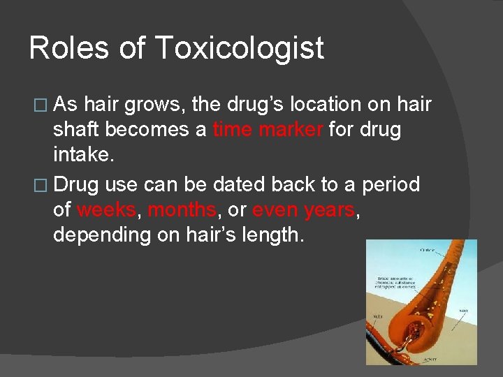 Roles of Toxicologist � As hair grows, the drug’s location on hair shaft becomes