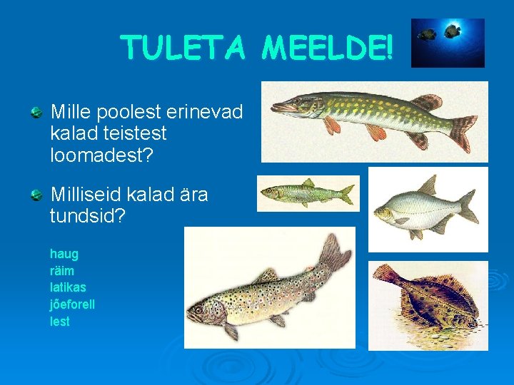 TULETA MEELDE! Mille poolest erinevad kalad teistest loomadest? Milliseid kalad ära tundsid? haug räim