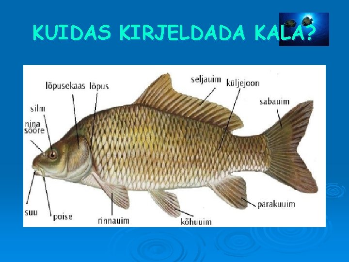 KUIDAS KIRJELDADA KALA? 