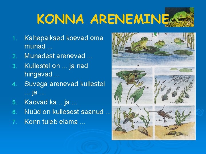 KONNA ARENEMINE 1. 2. 3. 4. 5. 6. 7. Kahepaiksed koevad oma munad. .