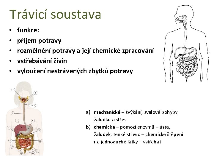 Trávicí soustava • • • funkce: příjem potravy rozmělnění potravy a její chemické zpracování