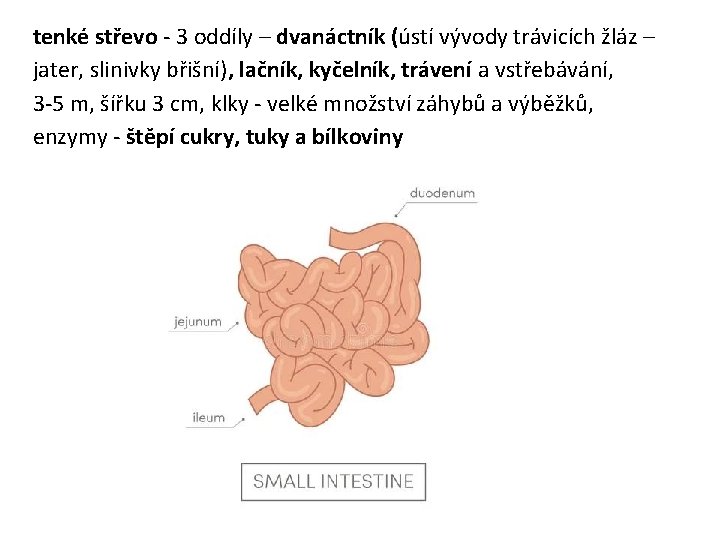 tenké střevo - 3 oddíly – dvanáctník (ústí vývody trávicích žláz – jater, slinivky