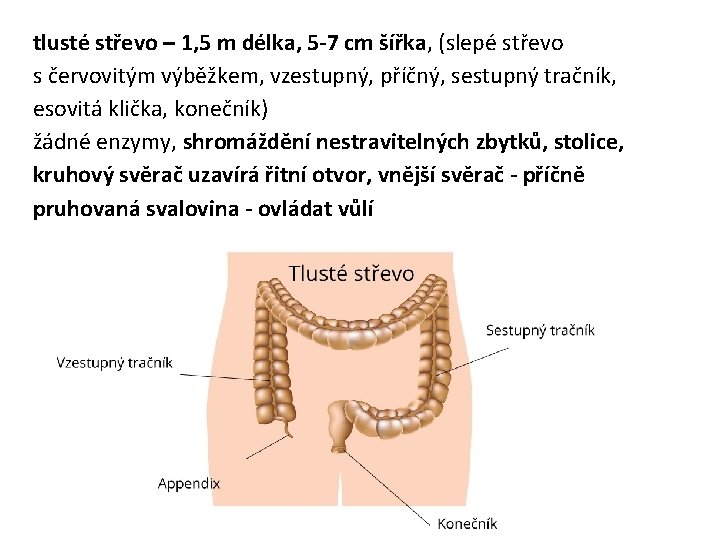 tlusté střevo – 1, 5 m délka, 5 -7 cm šířka, (slepé střevo s