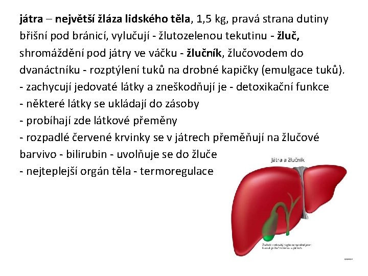 játra – největší žláza lidského těla, 1, 5 kg, pravá strana dutiny břišní pod