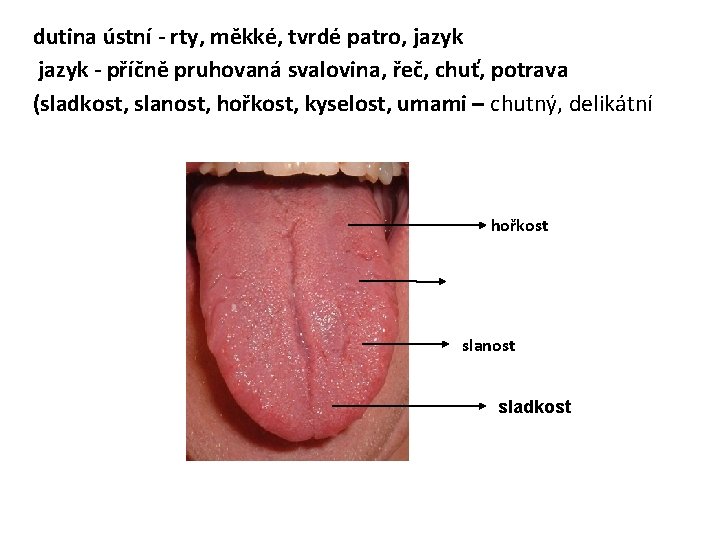 dutina ústní - rty, měkké, tvrdé patro, jazyk - příčně pruhovaná svalovina, řeč, chuť,