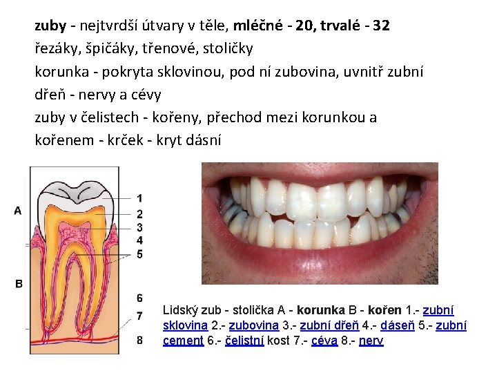 zuby - nejtvrdší útvary v těle, mléčné - 20, trvalé - 32 řezáky, špičáky,