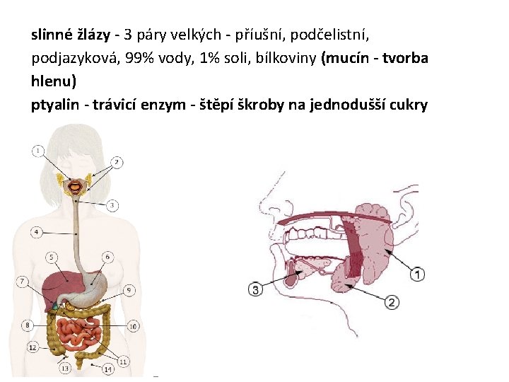 slinné žlázy - 3 páry velkých - příušní, podčelistní, podjazyková, 99% vody, 1% soli,