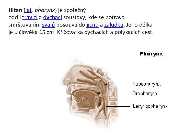 Hltan (lat. pharynx) je společný oddíl trávicí a dýchací soustavy, kde se potrava smršťováním