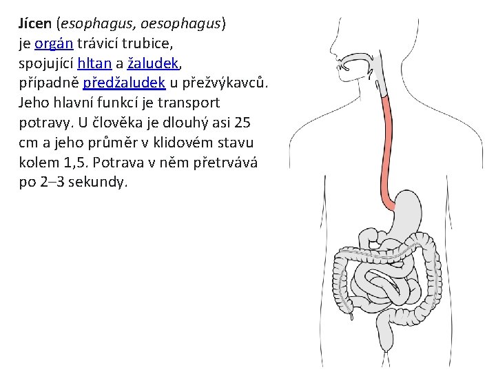 Jícen (esophagus, oesophagus) je orgán trávicí trubice, spojující hltan a žaludek, případně předžaludek u