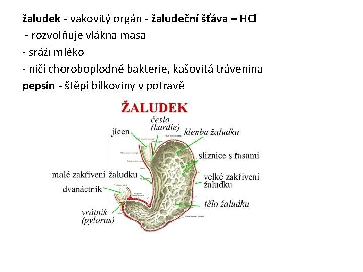 žaludek - vakovitý orgán - žaludeční šťáva – HCl - rozvolňuje vlákna masa -