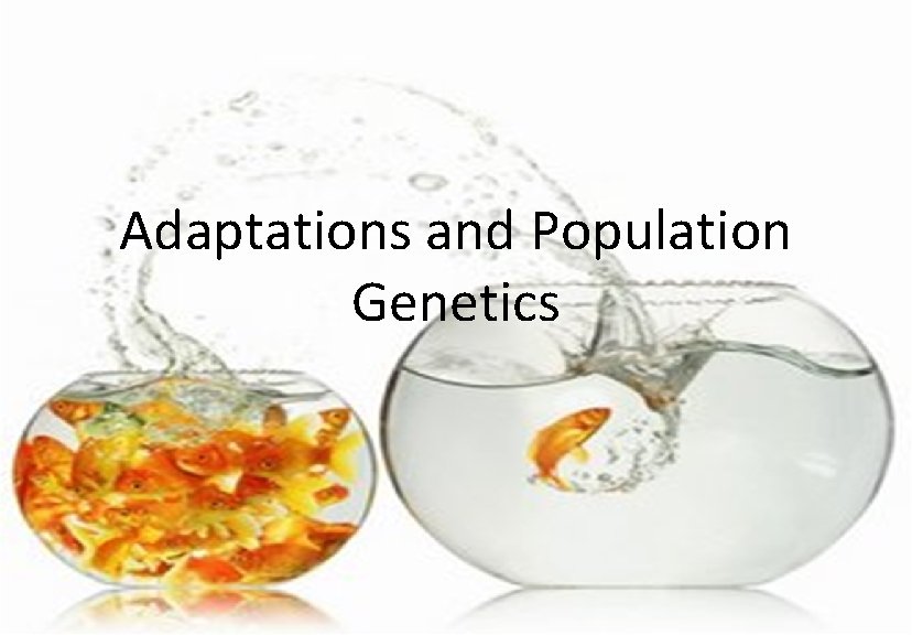 Adaptations and Population Genetics 
