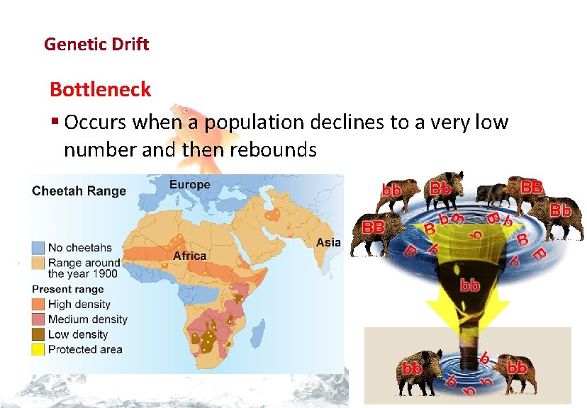 Evolution Genetic Drift Bottleneck § Occurs when a population declines to a very low