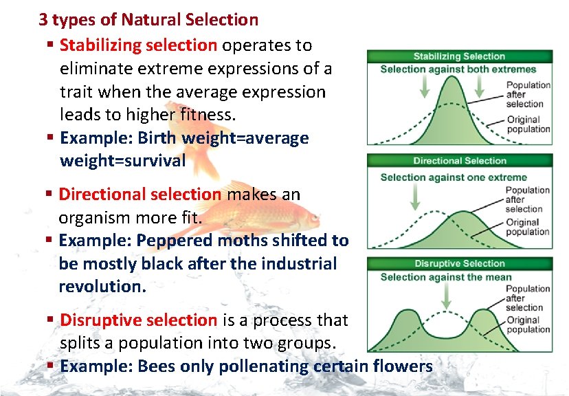 Evolution 3 types of Natural Selection § Stabilizing selection operates to eliminate extreme expressions