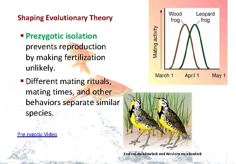 Evolution Shaping Evolutionary Theory § Prezygotic isolation prevents reproduction by making fertilization unlikely. §