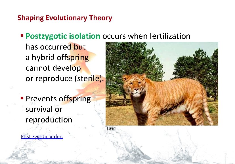 Evolution Shaping Evolutionary Theory § Postzygotic isolation occurs when fertilization has occurred but a