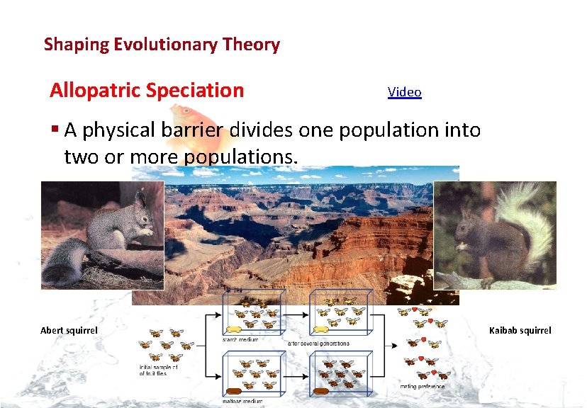 Evolution Shaping Evolutionary Theory Allopatric Speciation Video § A physical barrier divides one population