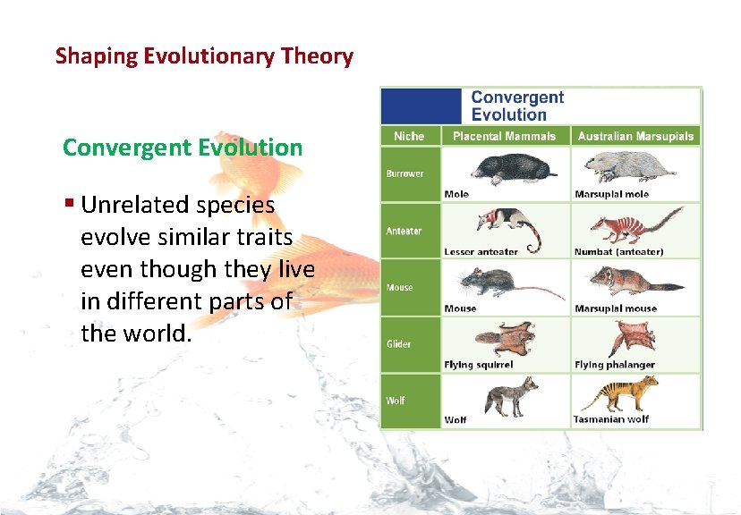 Evolution Shaping Evolutionary Theory Convergent Evolution § Unrelated species evolve similar traits even though