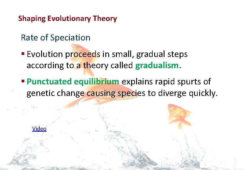 Evolution Shaping Evolutionary Theory Rate of Speciation § Evolution proceeds in small, gradual steps