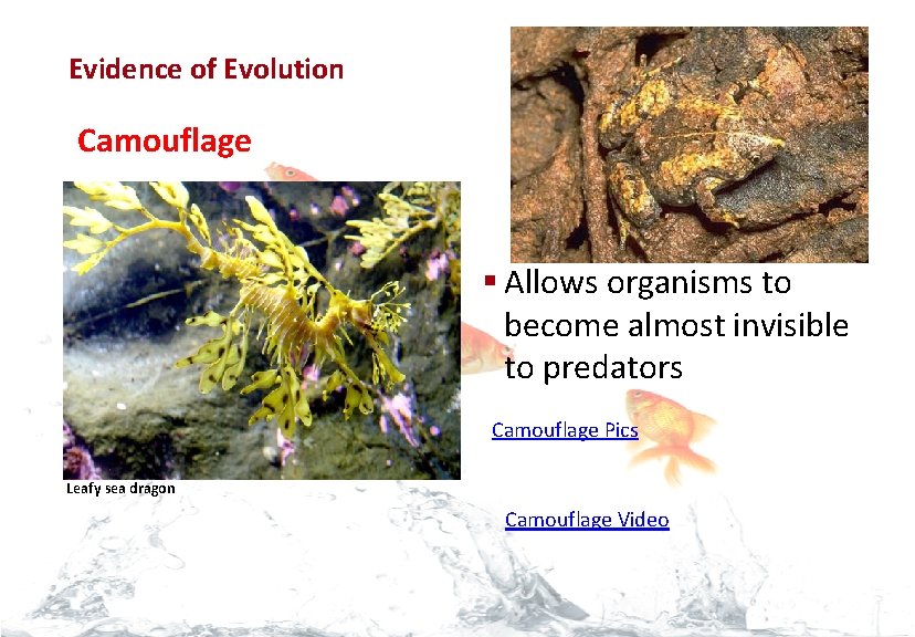 Evolution Evidence of Evolution Camouflage § Allows organisms to become almost invisible to predators