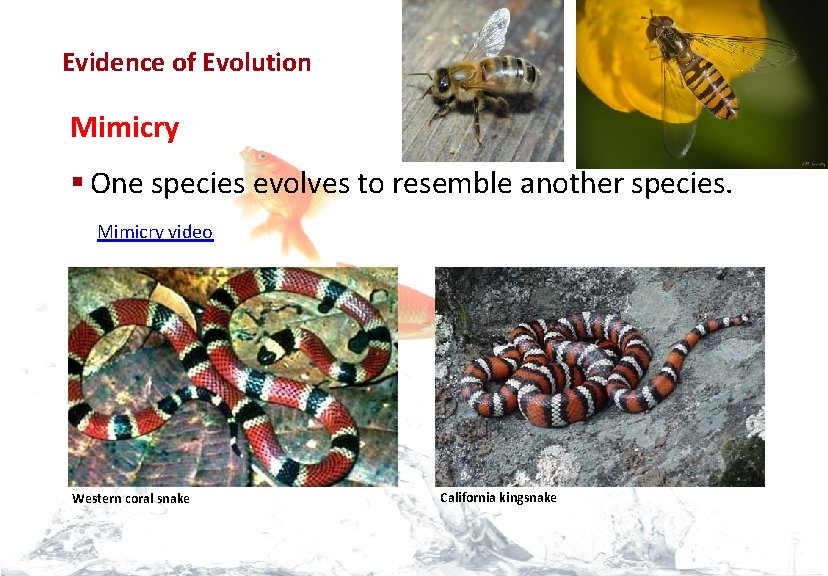 Evolution Evidence of Evolution Mimicry § One species evolves to resemble another species. Mimicry