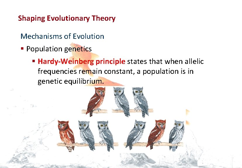 Evolution Shaping Evolutionary Theory Mechanisms of Evolution § Population genetics § Hardy-Weinberg principle states