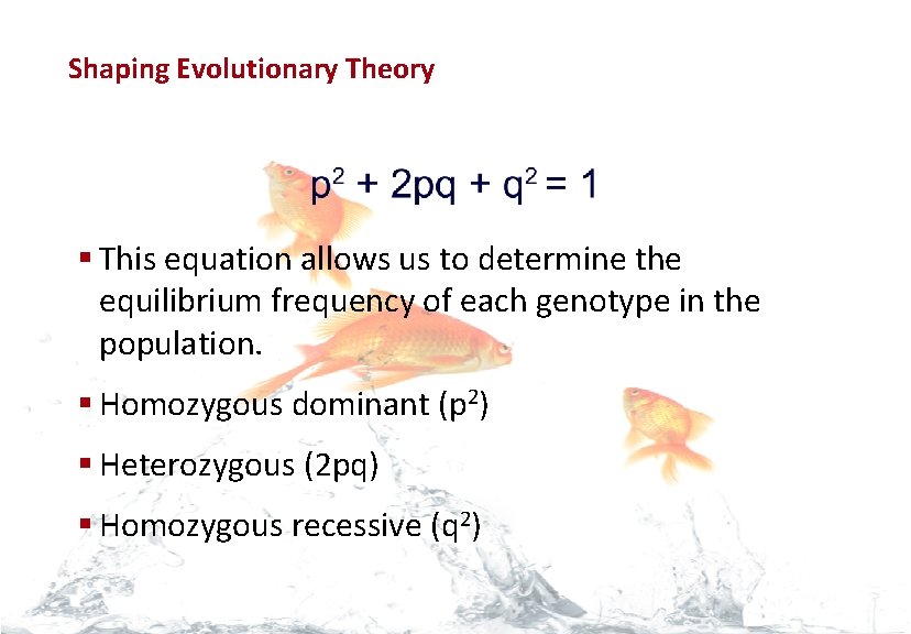 Evolution Shaping Evolutionary Theory § This equation allows us to determine the equilibrium frequency