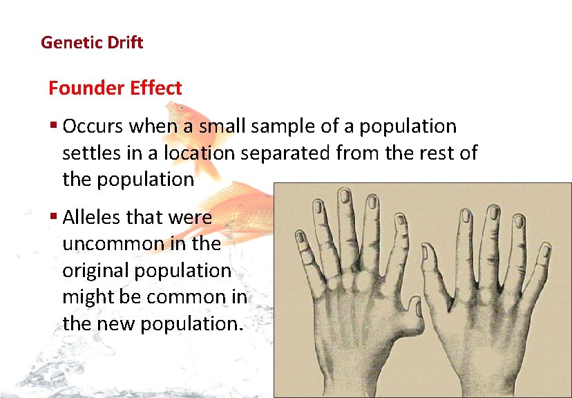 Evolution Genetic Drift Founder Effect § Occurs when a small sample of a population