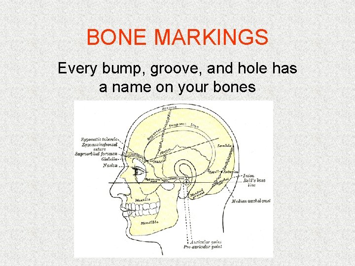 BONE MARKINGS Every bump, groove, and hole has a name on your bones 