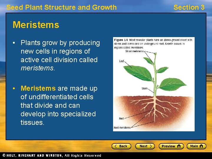 Seed Plant Structure and Growth Meristems • Plants grow by producing new cells in