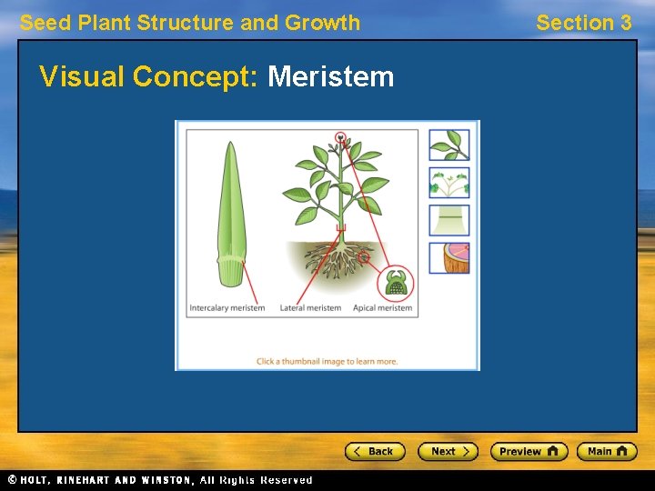 Seed Plant Structure and Growth Visual Concept: Meristem Section 3 