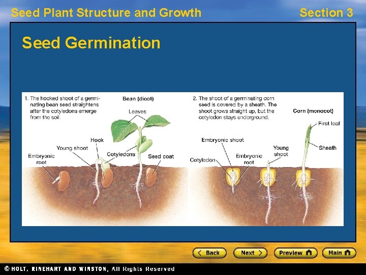 Seed Plant Structure and Growth Seed Germination Section 3 