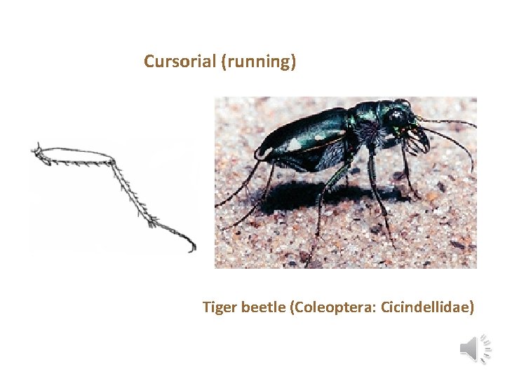 Cursorial (running) Tiger beetle (Coleoptera: Cicindellidae) 