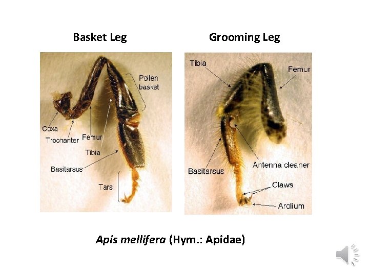 Basket Leg Grooming Leg Apis mellifera (Hym. : Apidae) 