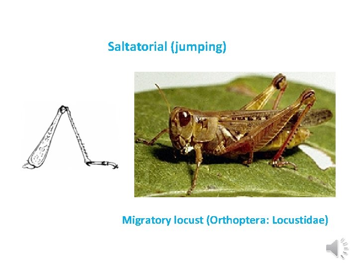 Saltatorial (jumping) Migratory locust (Orthoptera: Locustidae) 