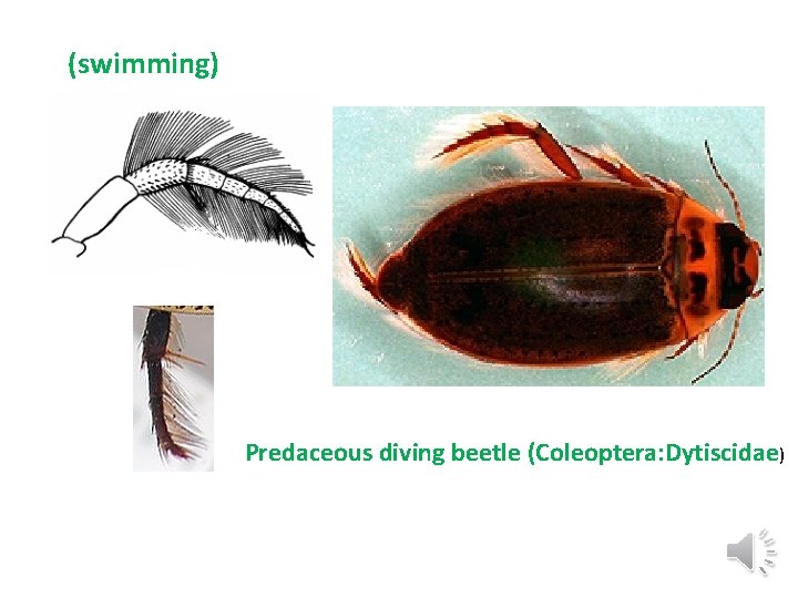 (swimming) Predaceous diving beetle (Coleoptera: Dytiscidae) 