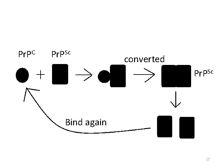 Pr. PC Pr. PSc converted Pr. PSc Bind again 17 