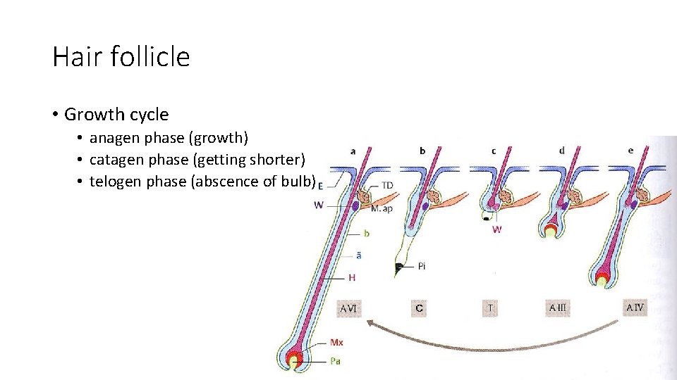 Hair follicle • Growth cycle • anagen phase (growth) • catagen phase (getting shorter)