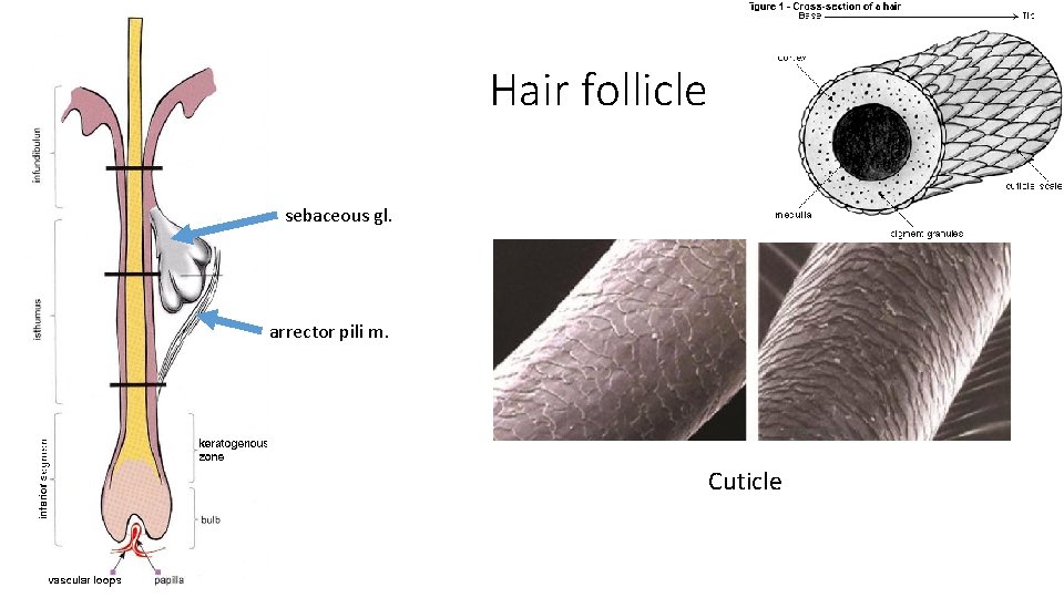Hair follicle sebaceous gl. arrector pili m. Cuticle 