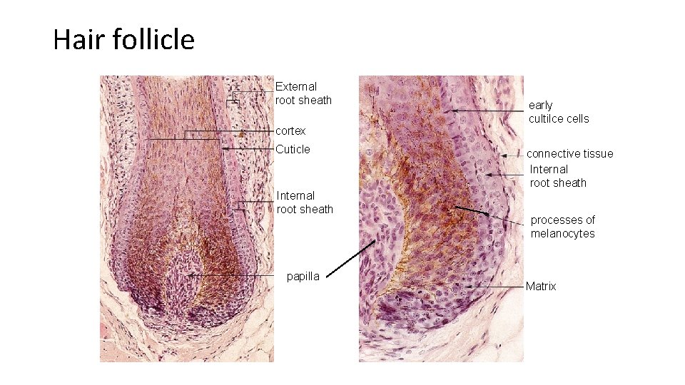 Hair follicle External root sheath cortex Cuticle Internal root sheath papilla early cultilce cells