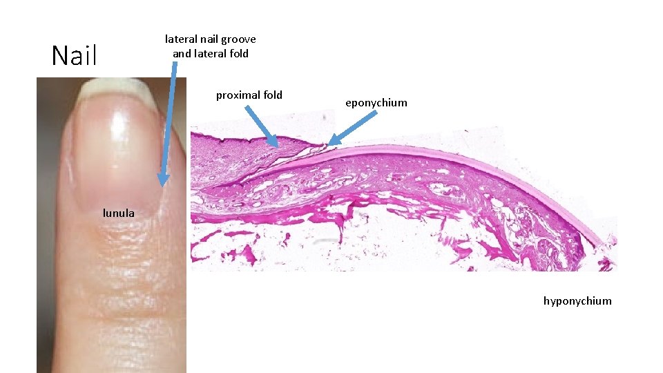 lateral nail groove and lateral fold Nail proximal fold eponychium lunula hyponychium 