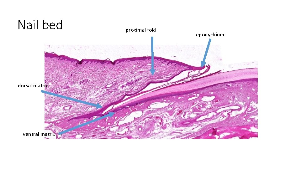 Nail bed dorsal matrix ventral matrix proximal fold eponychium 