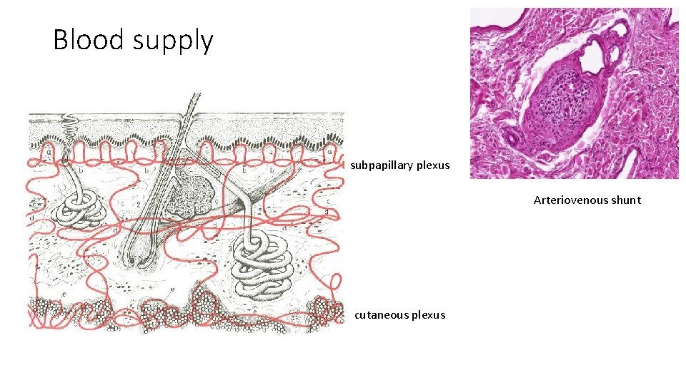 Blood supply subpapillary plexus Arteriovenous shunt cutaneous plexus 