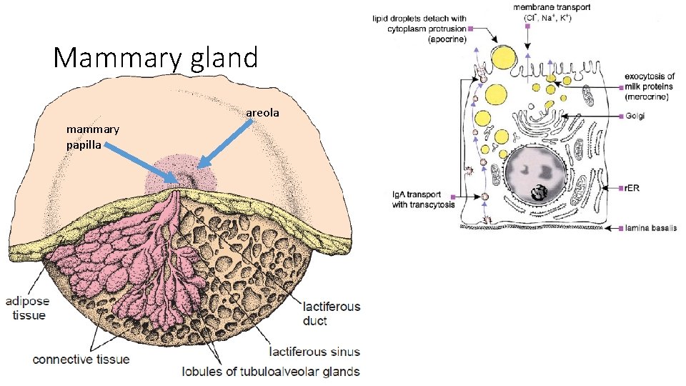 Mammary gland areola mammary papilla 