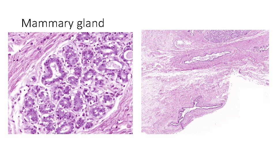 Mammary gland 