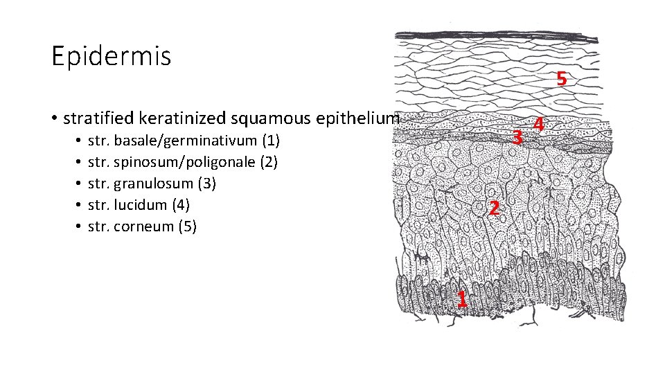 Epidermis 5 • stratified keratinized squamous epithelium • • • 3 str. basale/germinativum (1)