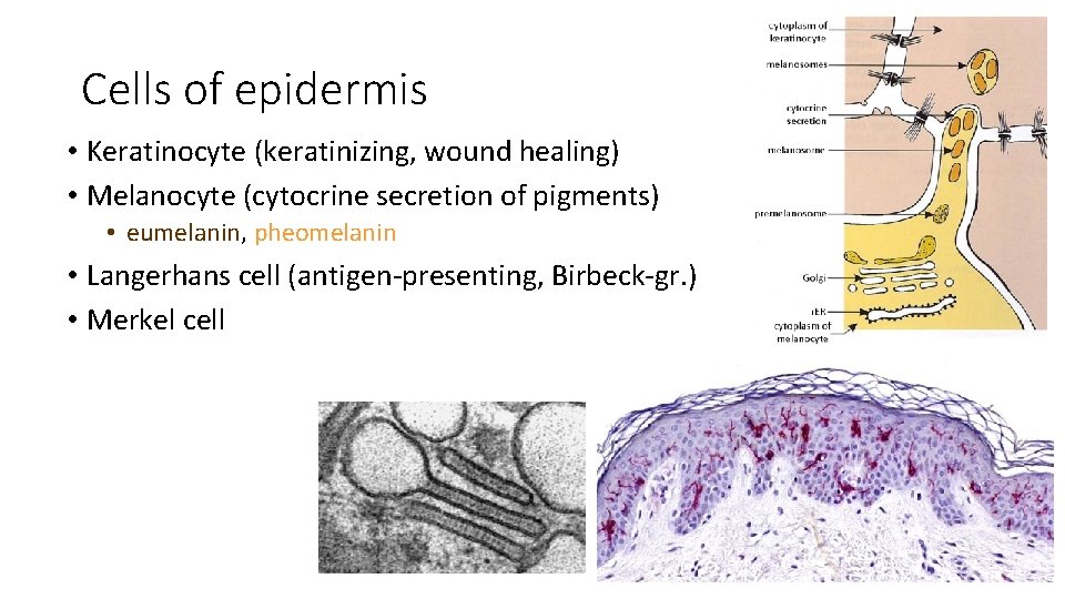 Cells of epidermis • Keratinocyte (keratinizing, wound healing) • Melanocyte (cytocrine secretion of pigments)