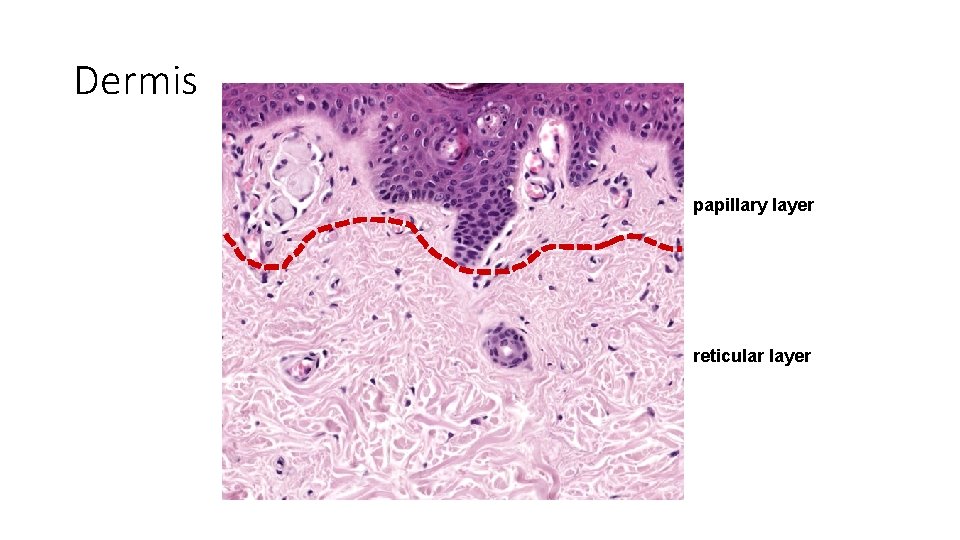 Dermis papillary layer reticular layer 