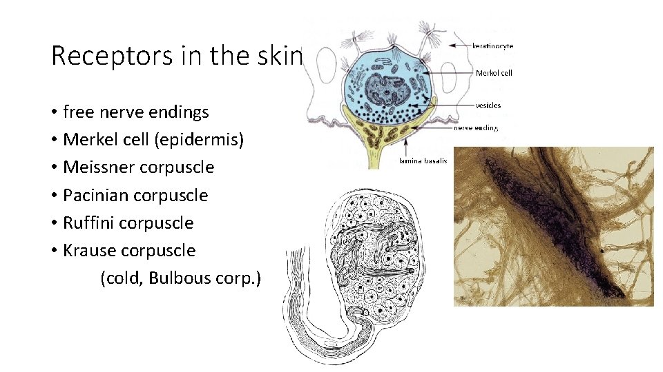 Receptors in the skin • free nerve endings • Merkel cell (epidermis) • Meissner