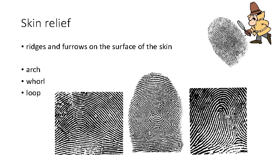 Skin relief • ridges and furrows on the surface of the skin • arch