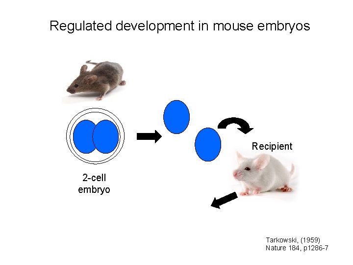 Lecture 1 Preimplantation development Introduction and key concepts
